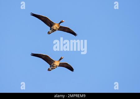 Two greater white-fronted geese (Anser albifrons) in flight against blue sky in winter Stock Photo