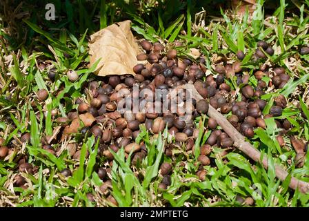 Beans on the ground at a coffee plantation Stock Photo