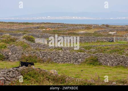 Rural Ireland, small fields west of Ireland with dry stone walls,early autumn on Irish island, Inis Mor Inishmore Aran Islands County Galway Ireland. Stock Photo