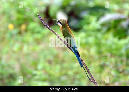 blue-tailed bee-eater, Blauschwanzspint, Guêpier à queue d'azur, Merops philippinus,Udawalawe National Park, Sabaragamuwa and Uva Provinces, Srí Lanka Stock Photo