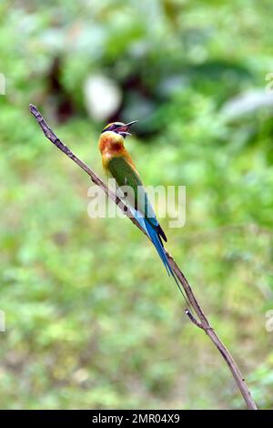 blue-tailed bee-eater, Blauschwanzspint, Guêpier à queue d'azur, Merops philippinus,Udawalawe National Park, Sabaragamuwa and Uva Provinces, Srí Lanka Stock Photo