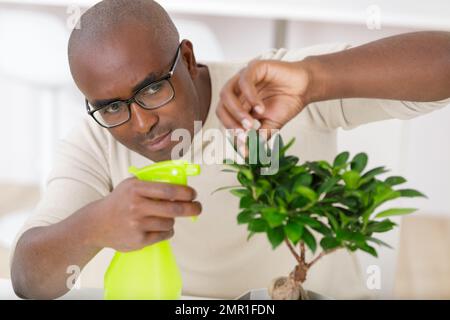 young man taking care of a bonsai Stock Photo