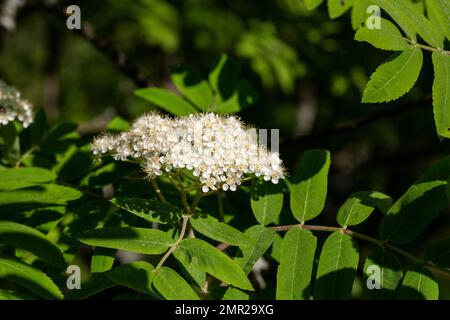 Flowers of common mountain ash. Numerous white Rowan flowers are collected in dense corymbose inflorescences that appear at the ends of branches. Stock Photo