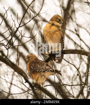 A vertical closeup of two red-shouldered hawks (Buteo lineatus) perched on branches of a tree Stock Photo