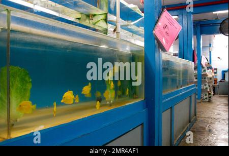 https://l450v.alamy.com/450v/2mr4af1/file-this-june-25-2014-file-photo-shows-yellow-tang-aquarium-fish-in-a-tank-at-a-store-in-aiea-hawaii-a-hawaii-judge-has-halted-the-commercial-fishing-of-reef-fish-for-aquariums-until-the-state-reviews-the-trades-environmental-impact-the-ruling-by-the-oahu-circuit-court-on-friday-oct-27-2017-fell-in-line-with-the-state-supreme-courts-decision-last-month-ap-photoaudrey-mcavoy-file-2mr4af1.jpg