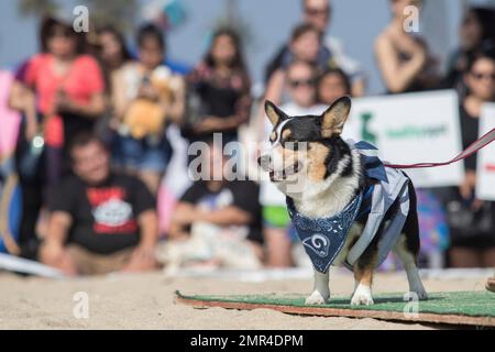 IMAGE DISTRIBUTED FOR NFL - A corgi dog dressed in Dallas Cowboys pet gear  participates in a fashion show at NFL Corgi Beach Day, Saturday, Oct. 28,  2017 in Huntington Beach, Calif. (