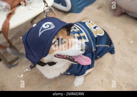 IMAGE DISTRIBUTED FOR NFL - A corgi dog dressed in Dallas Cowboys pet gear  participates in a fashion show at NFL Corgi Beach Day, Saturday, Oct. 28,  2017 in Huntington Beach, Calif. (