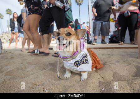 La rams dog gear best sale