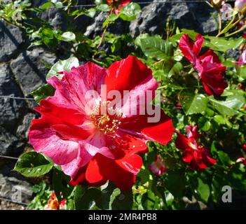 A closeup of red and white Rosa Fourth of July flower at a garden Stock Photo
