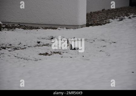 A black Squirrel on a Snow Covered Ground. Black squirrel on the snow in the winter, Bad Fussing, Bavaria, Germany Stock Photo