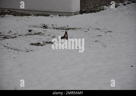 A black Squirrel on a Snow Covered Ground. Black squirrel on the snow in the winter, Bad Fussing, Bavaria, Germany Stock Photo