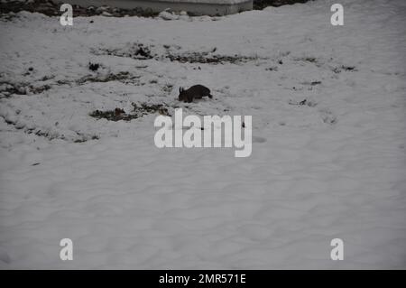 A black Squirrel on a Snow Covered Ground. Black squirrel on the snow in the winter, Bad Fussing, Bavaria, Germany Stock Photo