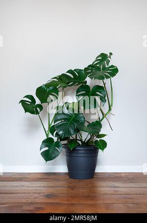 Swiss Cheese Plant or Monstera deliciosa in a gray flower pot on the light background, home gardening and minimalism Stock Photo