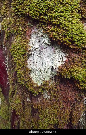 Lichen and moss growing on a tree trunk in Kanaka Creek Regional Park - Pacific Northwest - Maple Ridge, B. C., Canada - vertical. Stock Photo