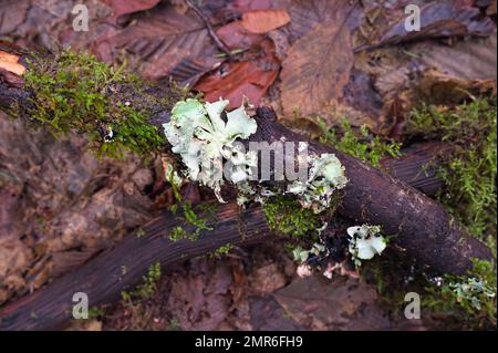 Foliose lichen and moss growing on a fallen tree branch in Kanaka Creek Regional Park - Pacific Northwest - Maple Ridge, B. C., Canada. Stock Photo