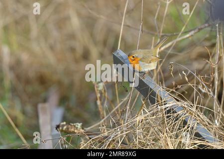 European robin (Erithacus rubecula), sitting on a fallen fence post in an overgrown area in the garden, North Rhine-Westphalia, Germany, Europe Stock Photo