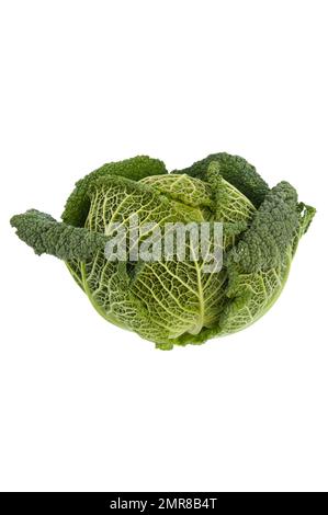 Savoy cabbage, studio shot against a white background Stock Photo