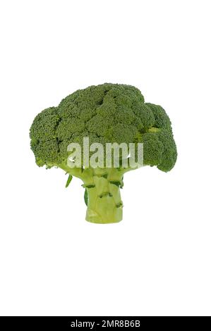 Broccoli, studio shot against white background Stock Photo