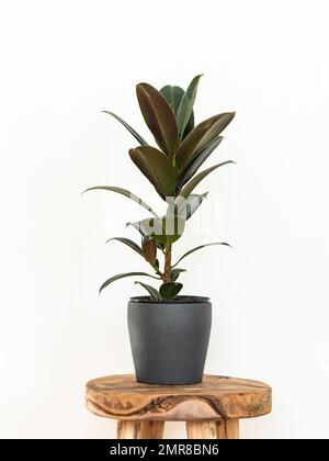 Ficus Elastica houseplant in gray ceramic pot on wood stool in front of white wall. selective focus. Copy space Stock Photo