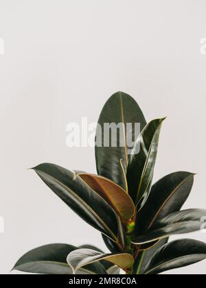 Ficus Elastica houseplant in front of white wall. Selective focus. Copy space Stock Photo