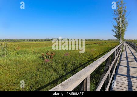 Federseesteg, wooden footbridge to Federsee lake, moorland, Bad Buchau, Baden-Württemberg, Germany, Europe Stock Photo