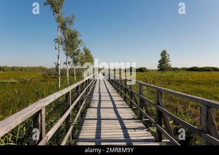 Federseesteg, wooden footbridge to Federsee lake, common reed (Phragmites australis), moorland, Bad Buchau, Baden-Württemberg, Germany, Europe Stock Photo