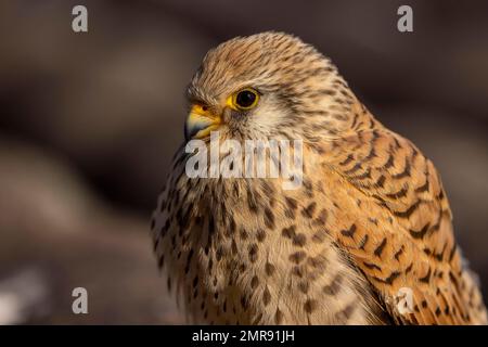 Lesser Kestrel (Falco naumanni), female, portrait, on tiled roof, Extremadura, Spain, Europe Stock Photo