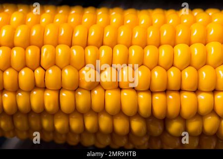 Corn (Zea mays) on the corn cob, studio shot, monochrome background, corn kernels in rows on the cob, corn, still life Stock Photo