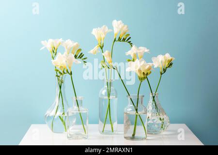 Freesia white flowers in glass vases on white table against blue wall. Stock Photo