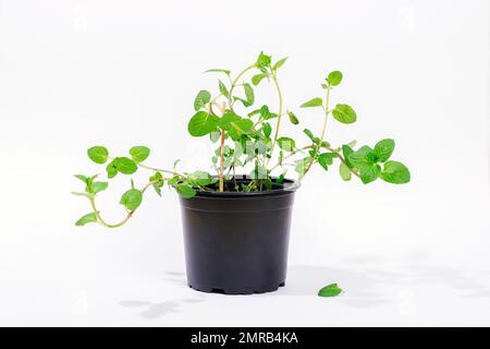 Fresh peppermint herb in a pot. Potted plant Mentha piperita on a white background. Stock Photo