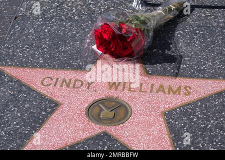 Los Angeles, United States. 31st Jan, 2023. Flowers are laid at the star of Cindy Williams on the Hollywood Walk of Fame in Los Angeles. Cindy Williams, an actress best known for her role on the long-running sitcom “Laverne & Shirley,” died on Wednesday in Los Angeles. She was 75. Credit: SOPA Images Limited/Alamy Live News Stock Photo