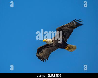 A majestic bald eagle soaring in a blue sky Stock Photo