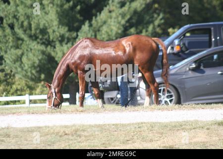 Divot stomp at the Glennon Gallop 2022 Stock Photo - Alamy