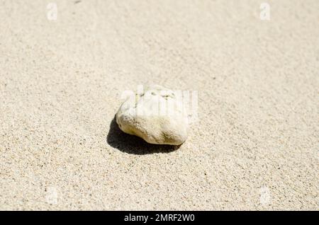 Coral rock on white sand in Guna Yala Island Stock Photo