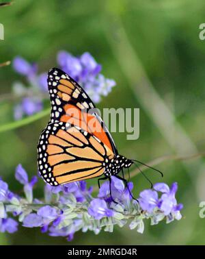 A vertical closeup of adorable Monarch butterfly on Salvia japonica flowers Stock Photo