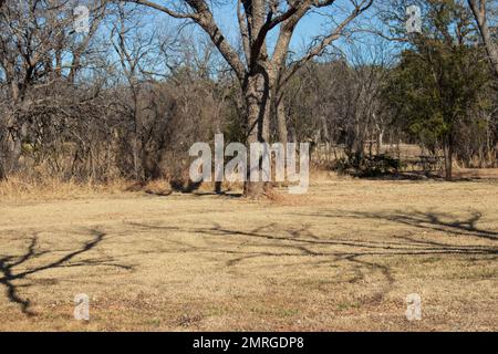 Large Oak tree casting shadows on the ground. Notice the tree branch shadow on the tree trunk. All the leaves are brown and they sky is blue. Stock Photo