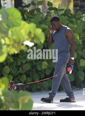 Comedic actor Kevin Hart is spotted walking his dog while conversing on his cell phone and wearing slippers paired with a grey sweat suit outside his Miami hotel. Miami, FL. July 18, 2014. Stock Photo