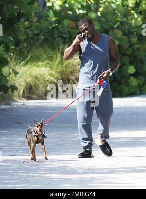 Comedic actor Kevin Hart is spotted walking his dog while conversing on his cell phone and wearing slippers paired with a grey sweat suit outside his Miami hotel. Miami, FL. July 18, 2014. Stock Photo