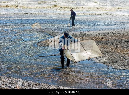 Two men using nets to catch whitebait fishes at the Te Horo stream in Kapiti Stock Photo