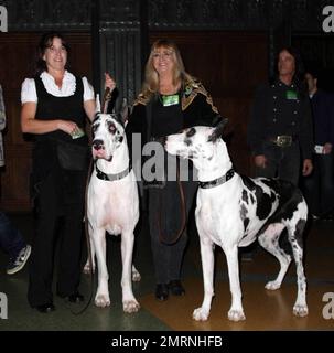 Great dane sale lady