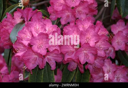 BEAUTIFUL PINK RHODODENDRON BUSH IN FULL FLOWER. Stock Photo