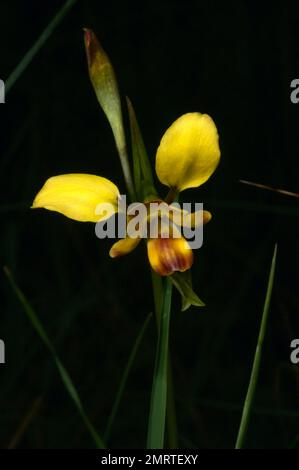 The Leopard Orchid (Diuris Pardina) looks like a small Donkey Orchid (Diuris Sulphurea), but has brown or purple markings to show the difference. Stock Photo