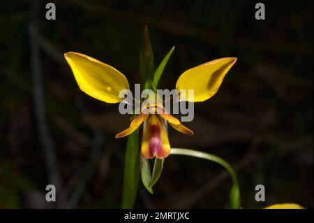 The Leopard Orchid (Diuris Pardina) looks like a small Donkey Orchid (Diuris Sulphurea), but has brown or purple markings to show the difference. Stock Photo