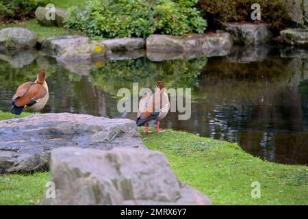 A closeup of two Nile geese on the shore of a lake Stock Photo