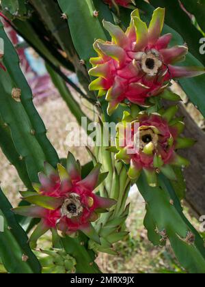 Fresh dragon fruit on tree Stock Photo