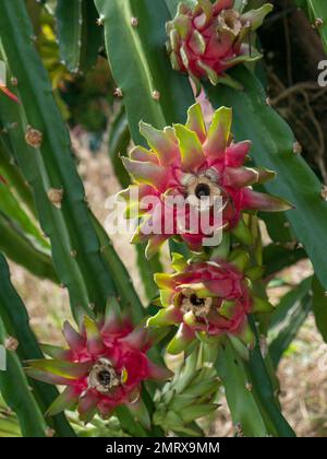 Fresh dragon fruit on tree Stock Photo