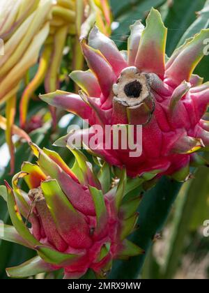 Fresh dragon fruit on tree Stock Photo