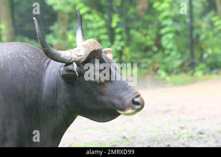 The banteng (Bos javanicus), also known as tembadau, is a species of wild cattle found in Southeast Asia Stock Photo