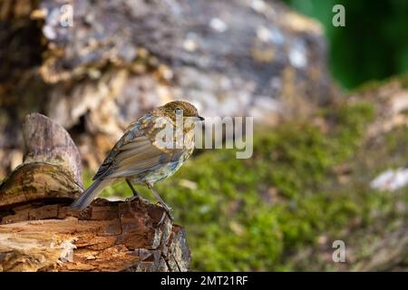 European Robin [ Erithacus rubecula ] juvenile bird on old wooden stump Stock Photo