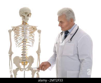 Senior orthopedist with human skeleton model on white background Stock Photo